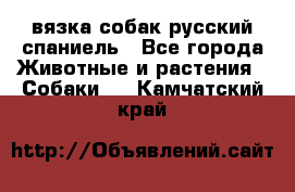 вязка собак русский спаниель - Все города Животные и растения » Собаки   . Камчатский край